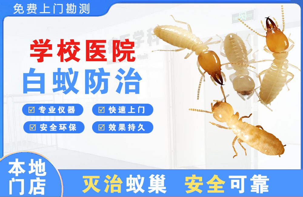晋宁学校医院白蚁防治